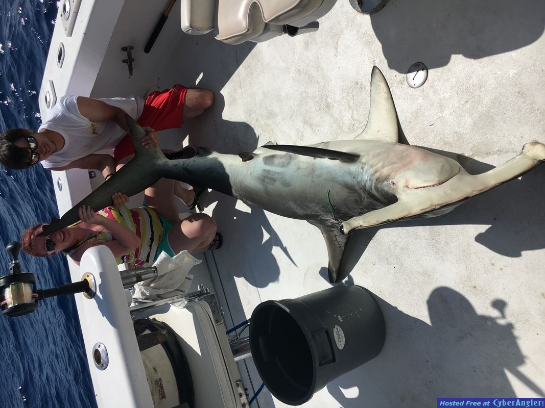 Hammerhead Shark