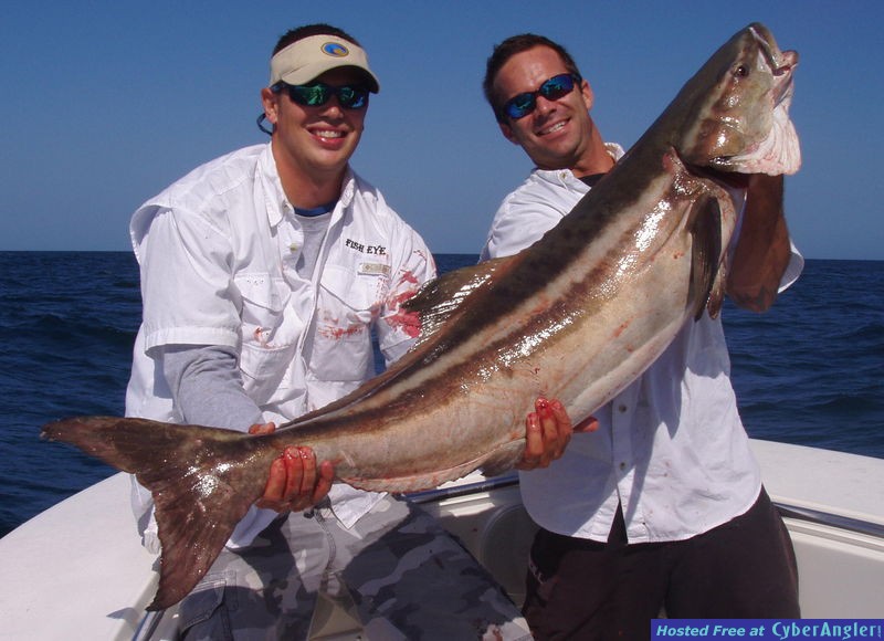 Cobia