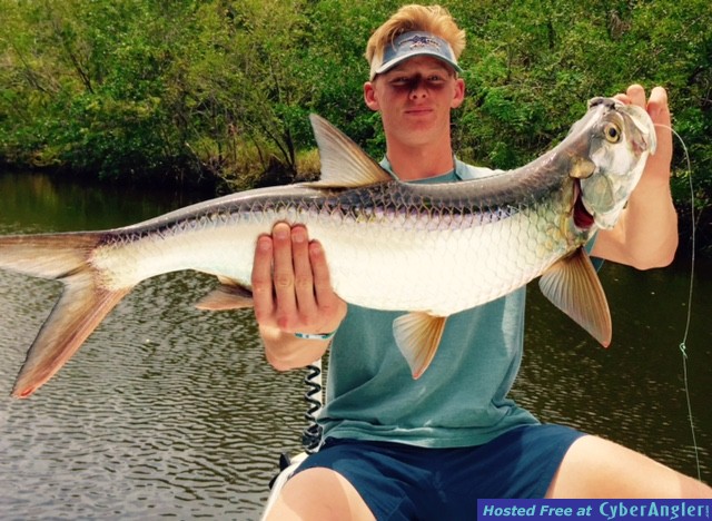 baby_tarpon1