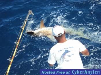 shark_jennifer_s