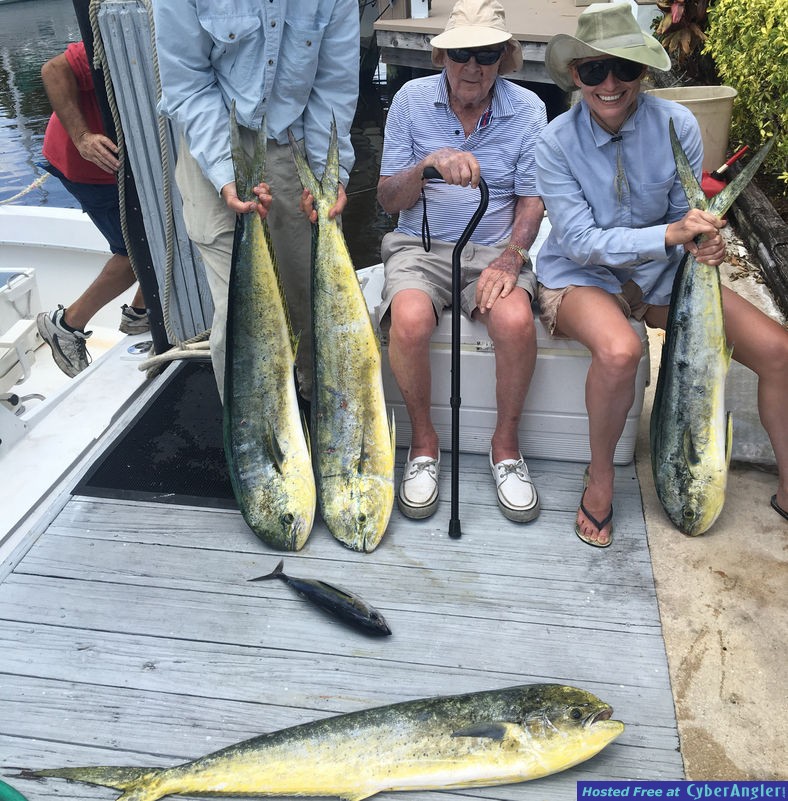Dolphin catch