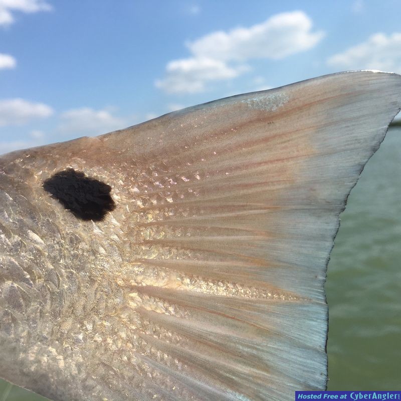 Fort Myers, and Naples Fishing Charters