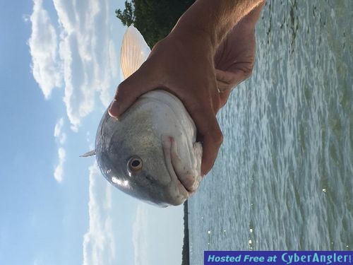 Fort Myers, and Naples Fishing Charters