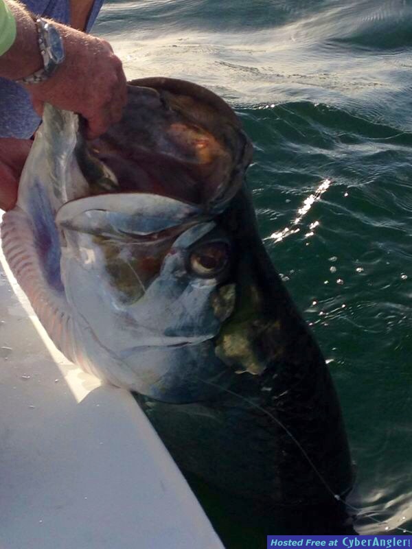 May tarpon release