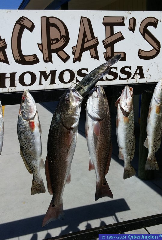 Fishing Homosassa, FL