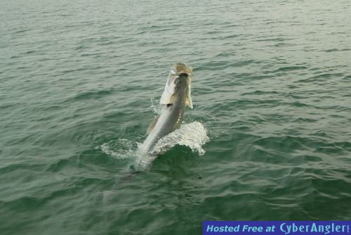 Dennis Ondercin Sarasota tarpon jump