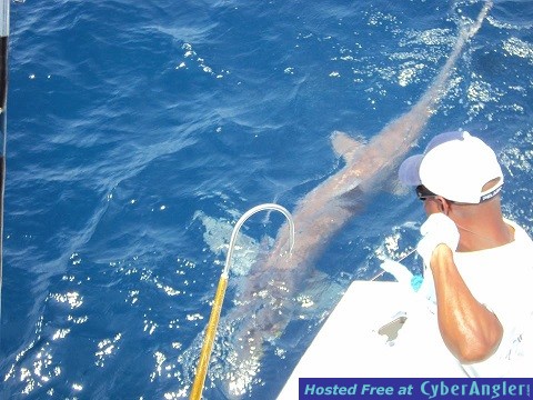 Thresher_shark_Mike_reduced