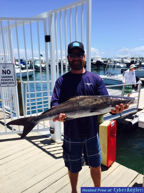 Jacks Cobia