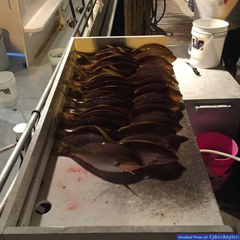 YellowTails