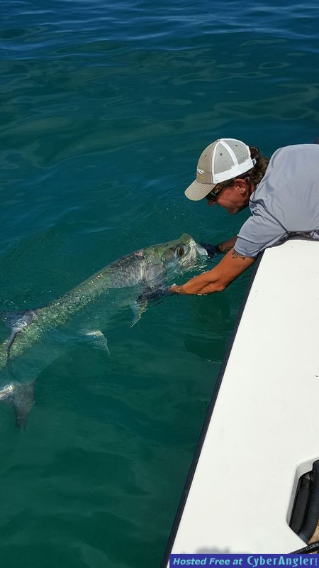 release tarpon