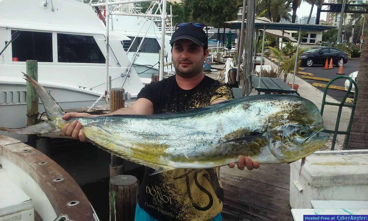 bull dolphin trolling