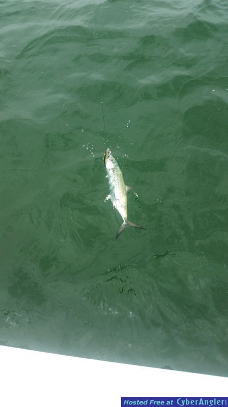 N_Bay_Spanish_mackerel