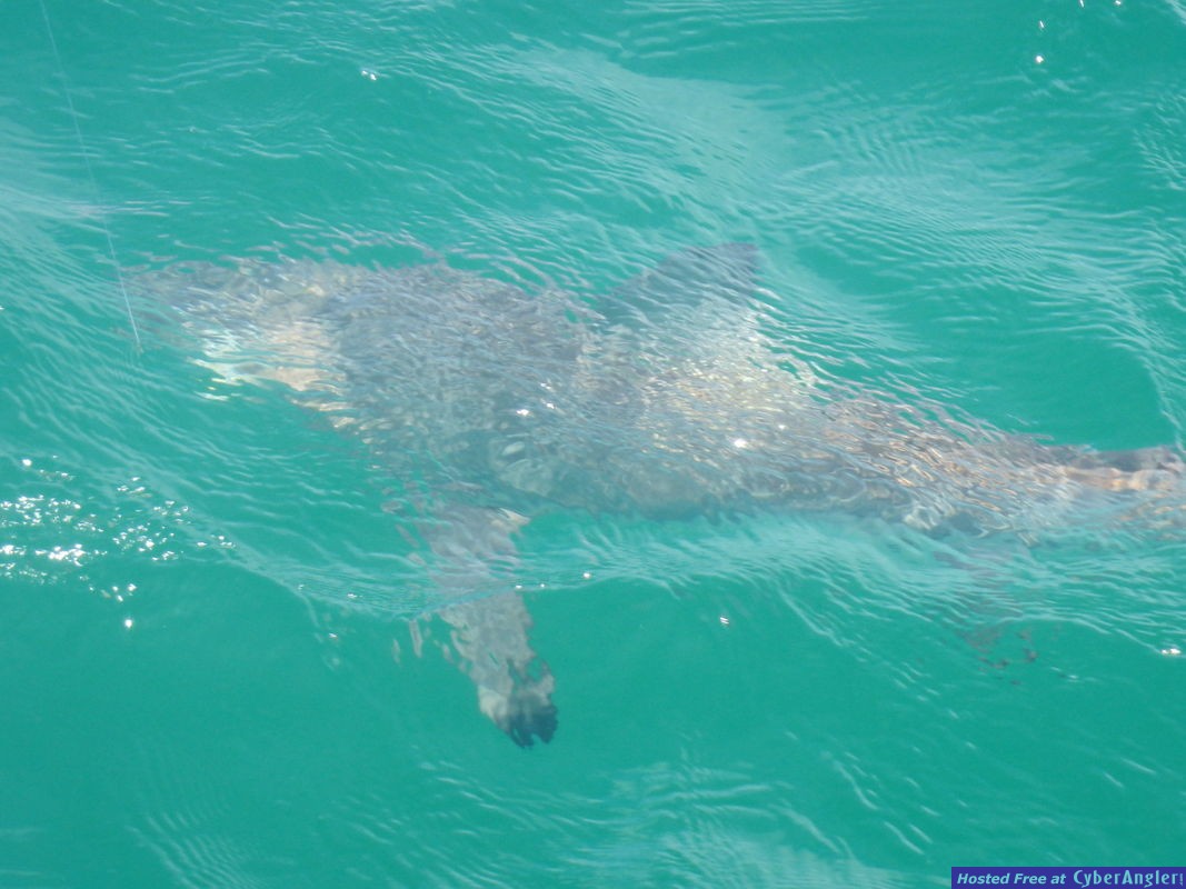 Gary_s_blacktip_shark