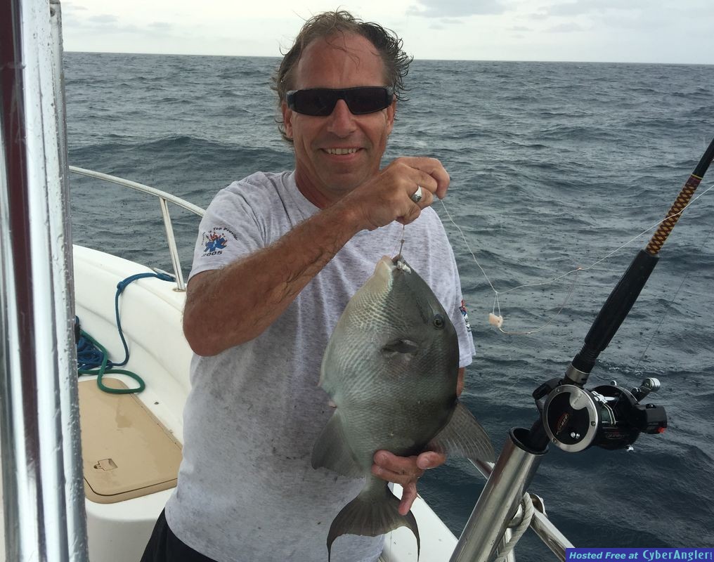 16&quot;Triger fish