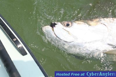 Tarpon_on_fly1