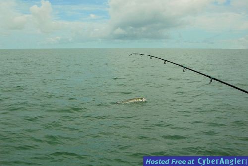 Denis Clohisy Sarasota tarpon