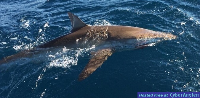 Fishing charters in Fort Lauderdale late June