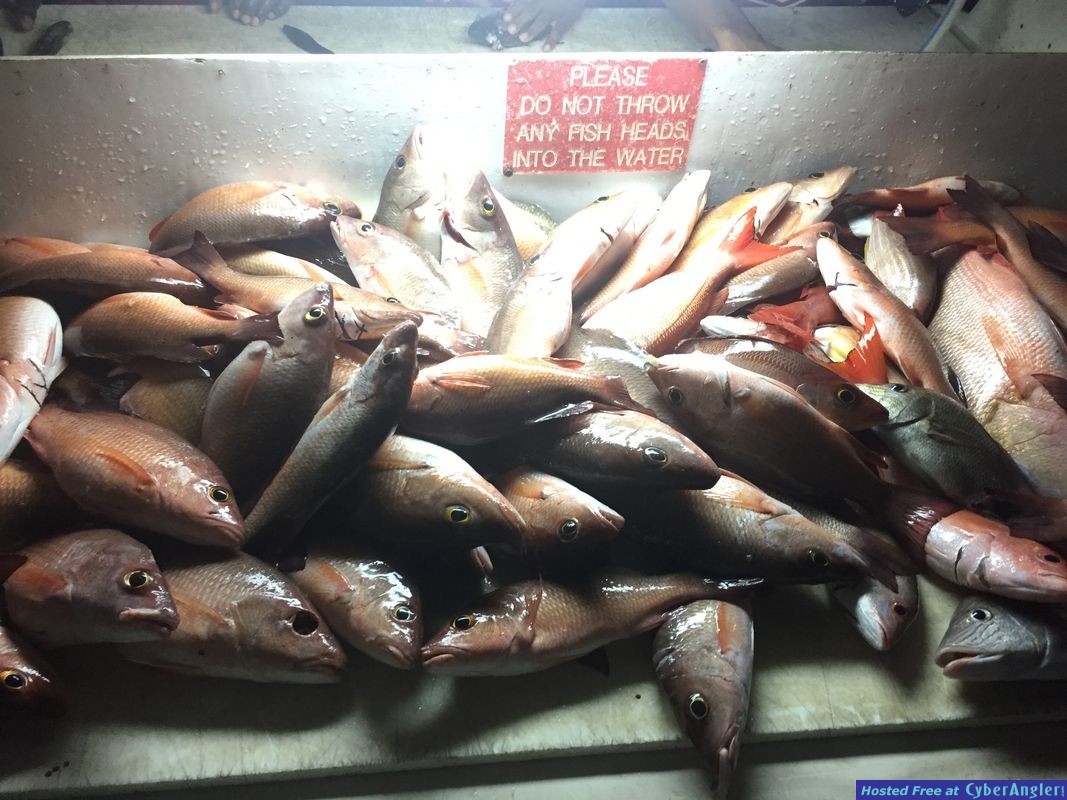 Tons of mangrove snappers