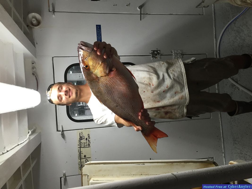 Mutton snapper florida
