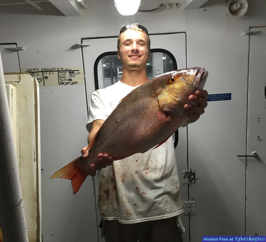 Mutton snapper