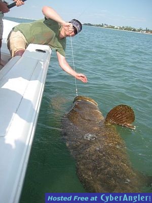 Todd with goliath grouper
