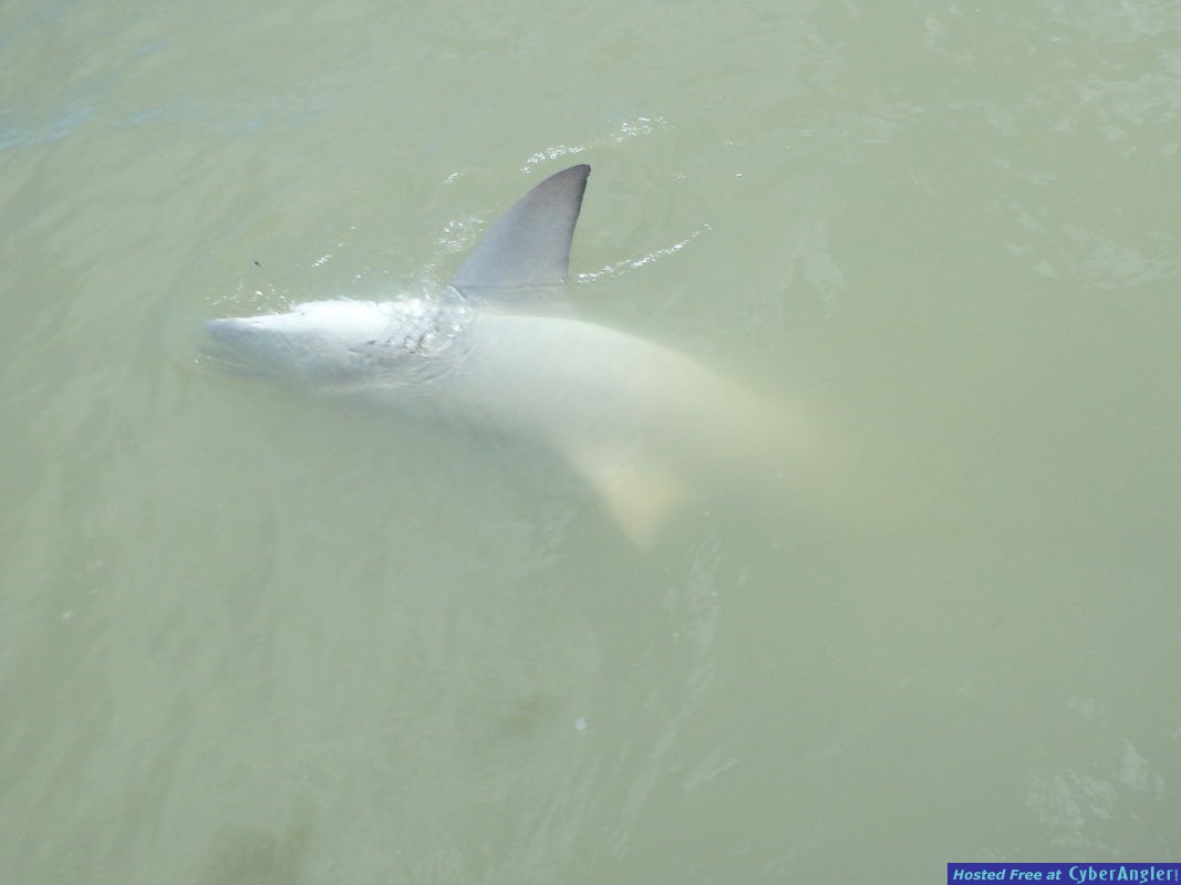 Click to Enlarge Photo