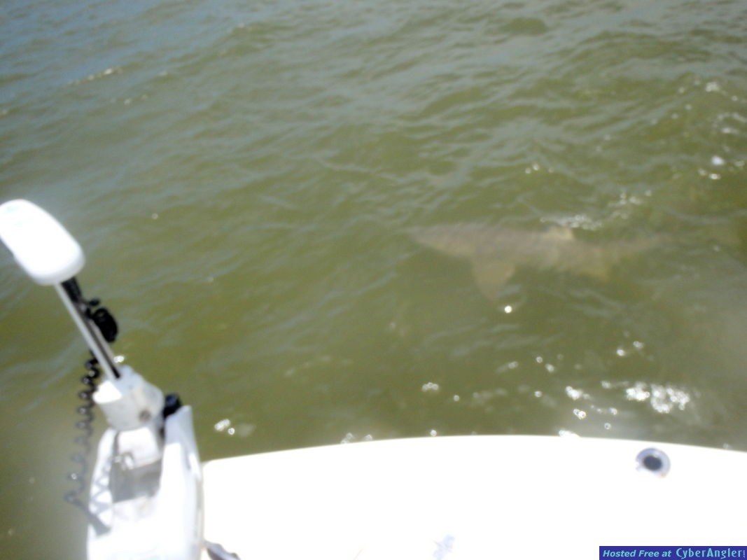 Austins_lemon_shark