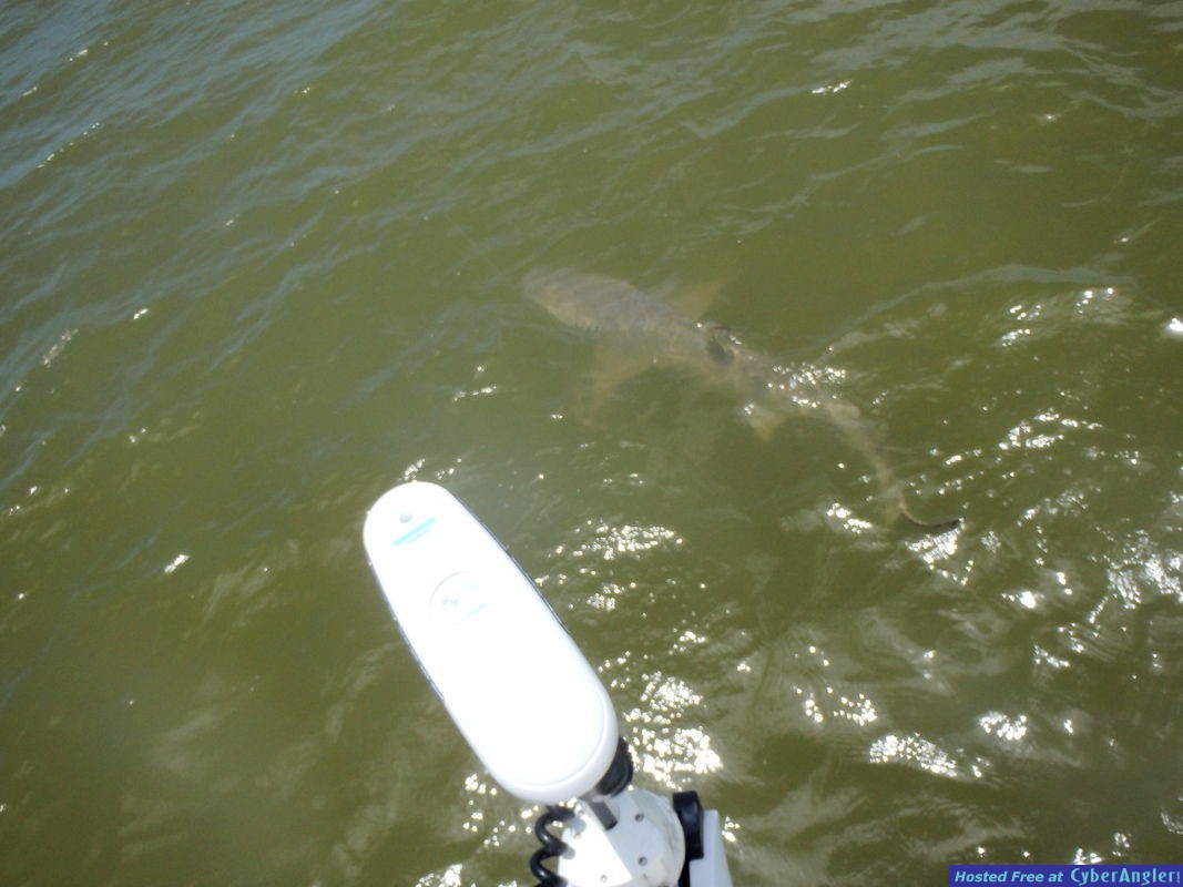 Austins_lemon_shark_2