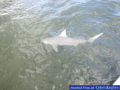 Dean_s_lemon_shark_2