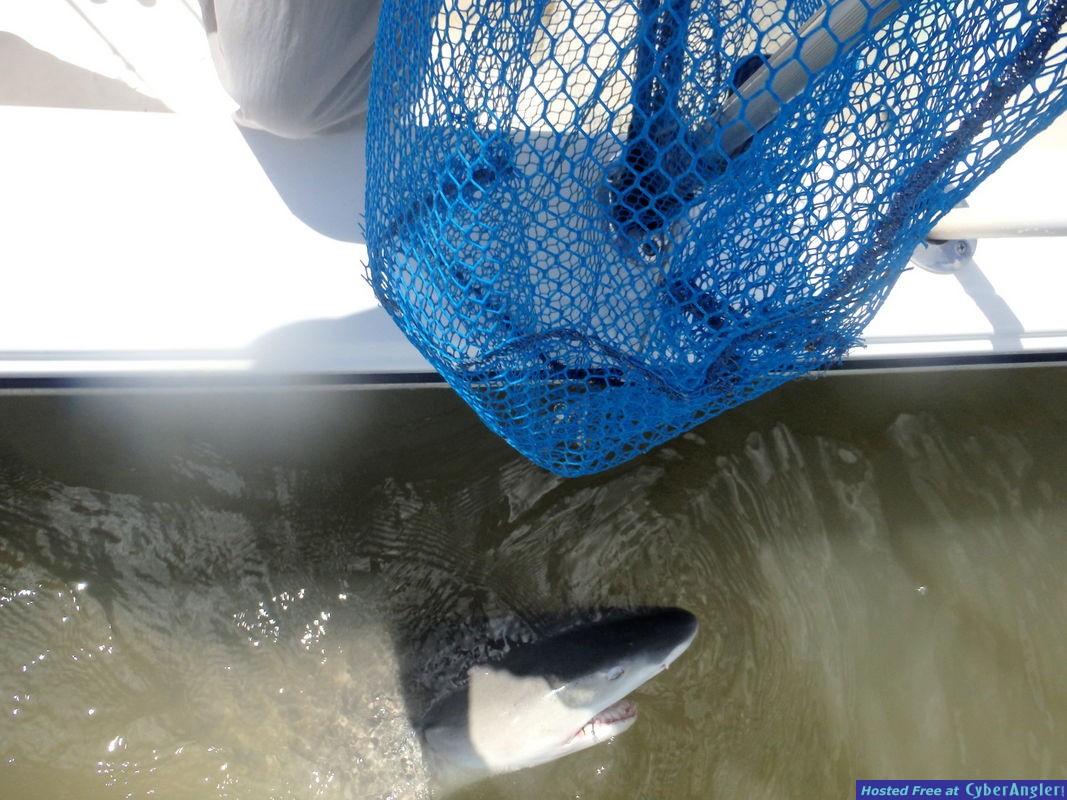 Lemon_Shark_3