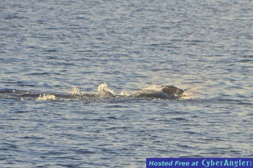 Click to Enlarge Photo