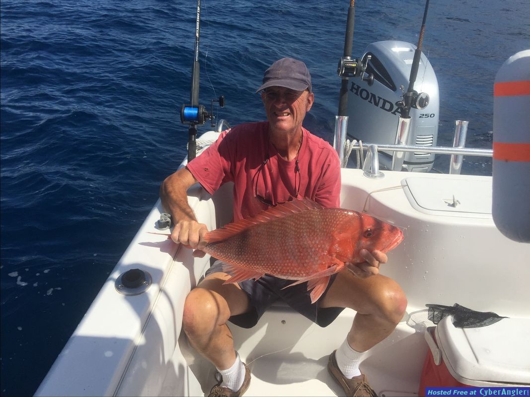 Nice red snapper released