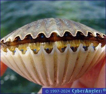 Click to Enlarge Photo