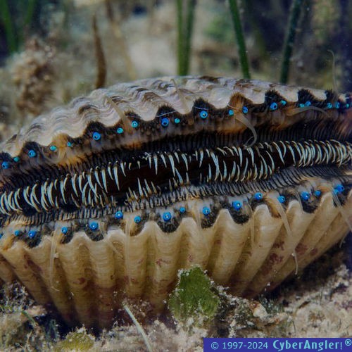 Click to Enlarge Photo