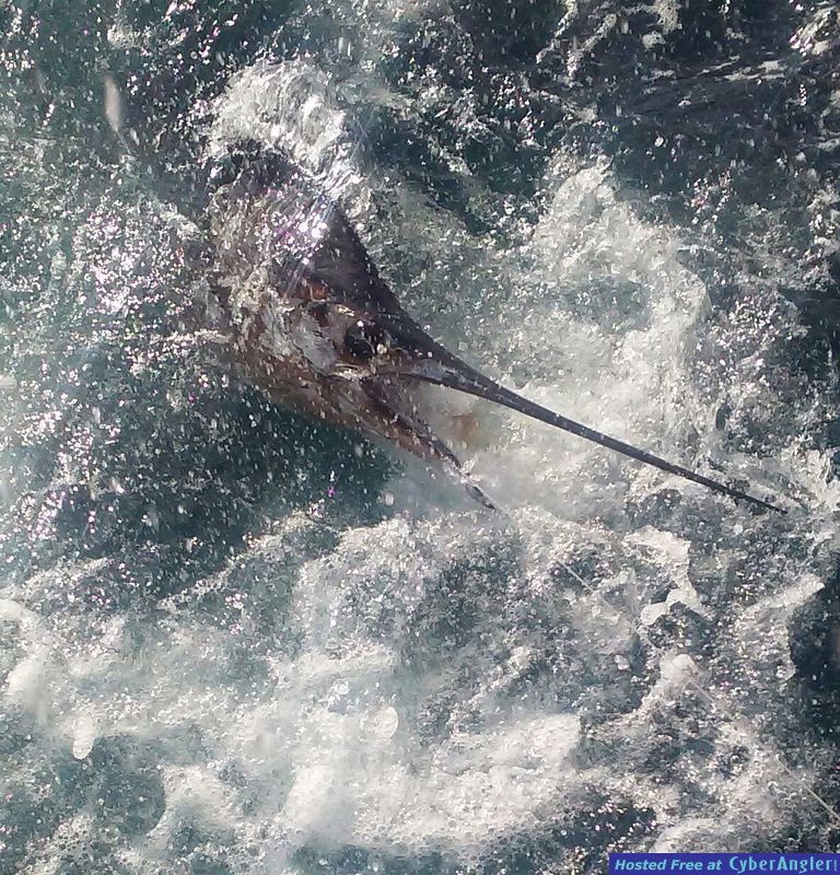Fort Lauderdale fishing charters report