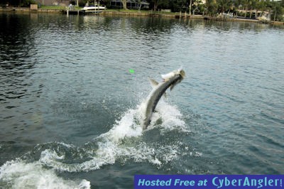 Keith McClintock's Sarasota Bay tarpon