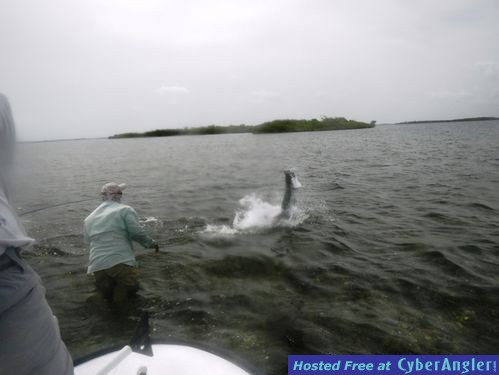 BelizeGrandSlamTarpon2016-783x588