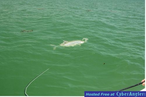 Steve Gibson Sarasota fly tarpon fight