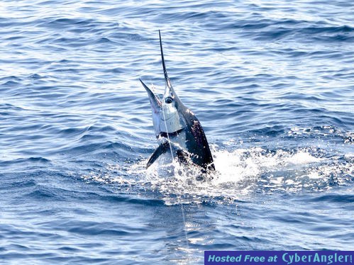 Click to Enlarge Photo