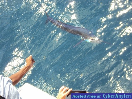 Sailfish_Michael