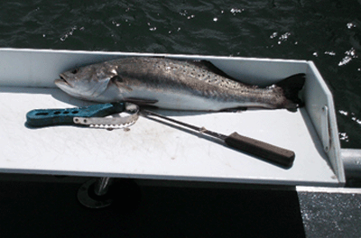 www.captdaves.com