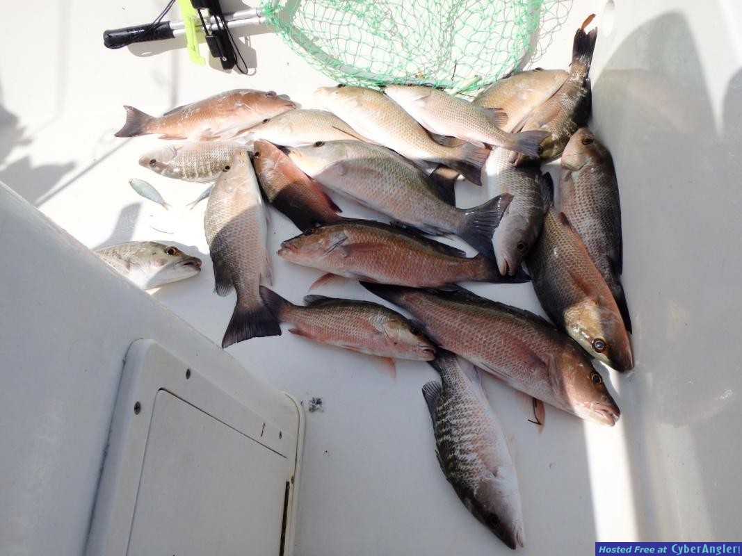Day 3 snappers