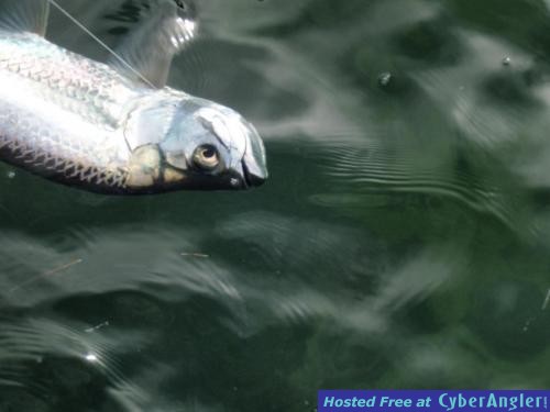 Click to Enlarge Photo