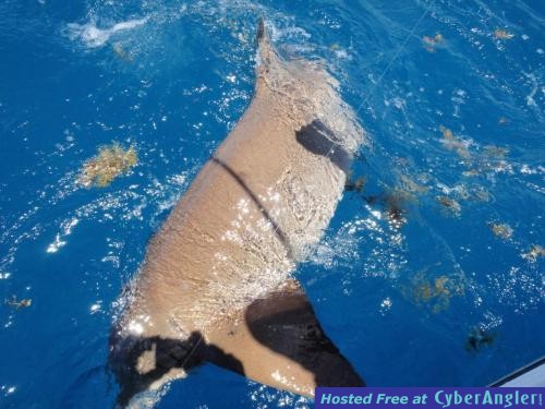 Click to Enlarge Photo