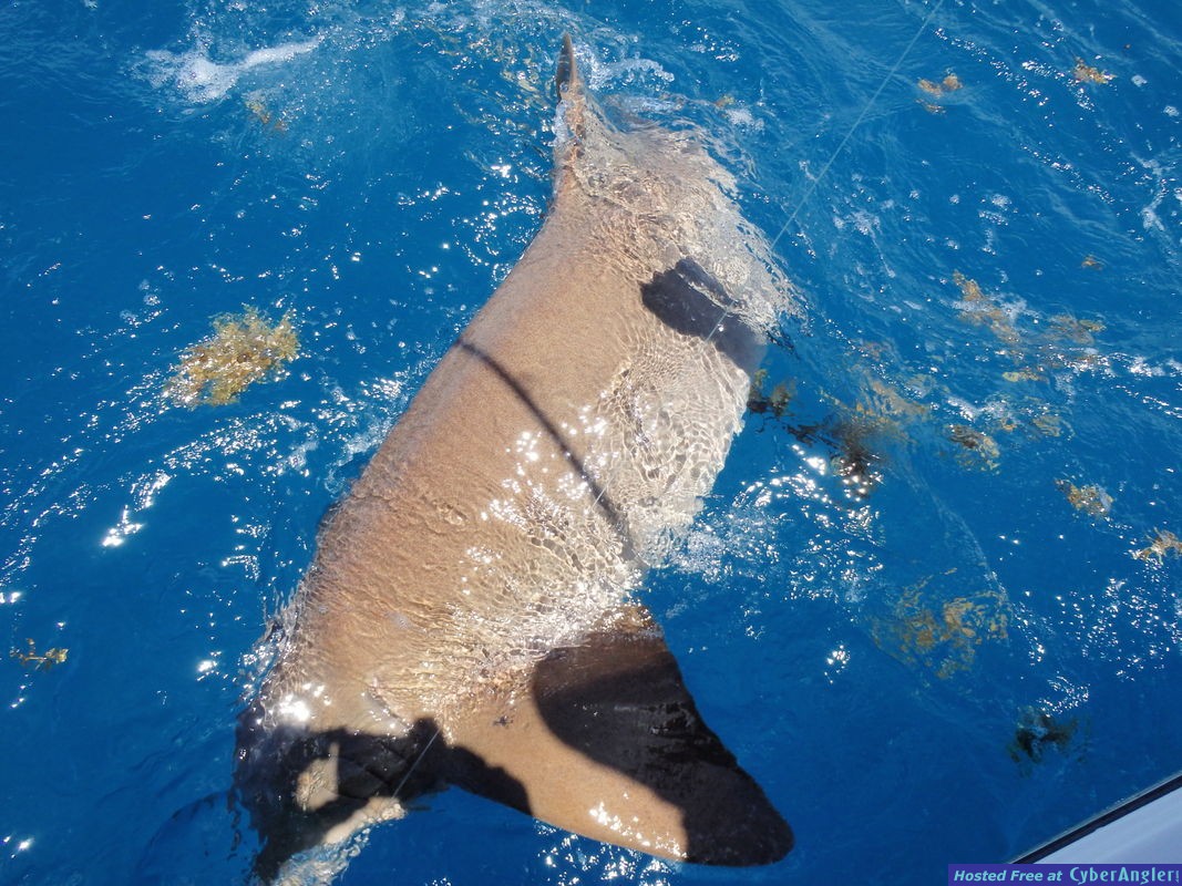 Day_4_shark