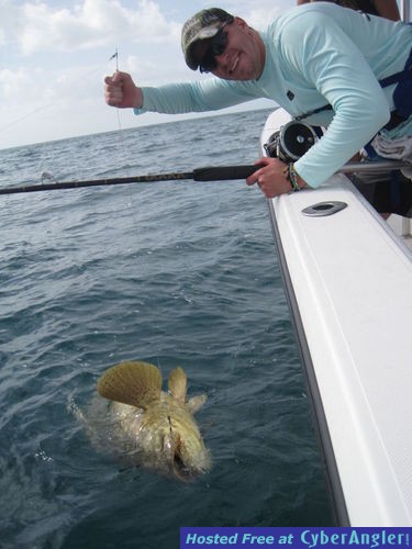 200 lb goliath grouper released