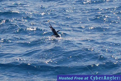 sailfish jumping