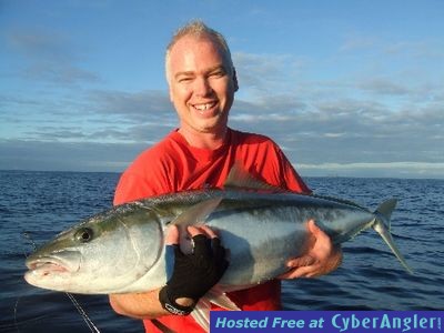 New Zealand Kingfish