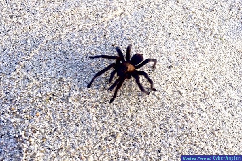 Click to Enlarge Photo