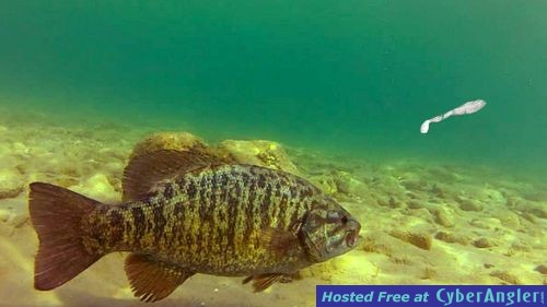 Swim Baits For Big Smallmouth!